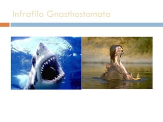 Infrafilo Gnasthostomata 