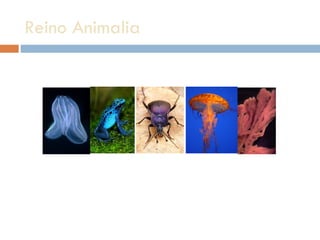 Reino Animalia  http://tolweb.org/Animals/2374 