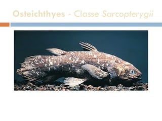 Osteichthyes  - Classe  Sarcopterygii 