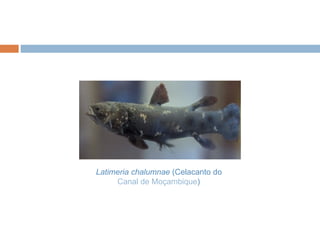 Latimeria chalumnae   Latimeria chalumnae   Latimeria chalumnae  (Celacanto do  Canal de Moçambique ) ) 