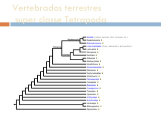 Vertebrados terrestres  super classe Tetrapoda 