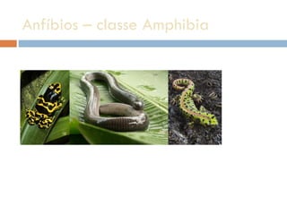 Anfíbios – classe Amphibia  