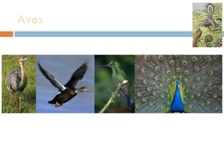 Aves  