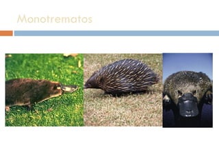 Monotrematos  