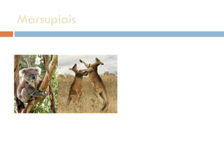 Marsupiais  