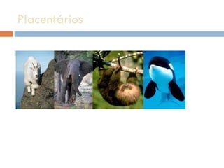 Placentários  