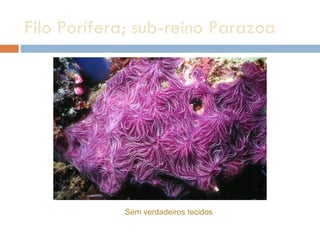 Filo Porífera; sub-reino Parazoa Sem verdadeiros tecidos 