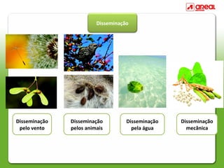 Disseminação
Disseminação
pelo vento
Disseminação
pelos animais
Disseminação
pela água
Disseminação
mecânica
 