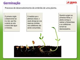 O primeiro órgão
a desenvolver-se
é a raiz, que fixa
a planta ao solo
e extrai dele água
e minerais.
O primeiro órgão
a desenvolver-se
é a raiz, que fixa
a planta ao solo
e extrai dele água
e minerais.
À medida que a
plântula cresce, o
caule alonga-se e as
reservas contidas
nos cotilédones vão
sendo consumidas.
À medida que a
plântula cresce, o
caule alonga-se e as
reservas contidas
nos cotilédones vão
sendo consumidas.
Quando surgem as
primeiras folhas, a
planta começa a
realizar a fotossíntese
e os cotilédones
tornam-se
desnecessários.
Quando surgem as
primeiras folhas, a
planta começa a
realizar a fotossíntese
e os cotilédones
tornam-se
desnecessários.
Processo de desenvolvimento do embrião de uma planta.
 
