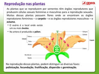 As plantas que se reproduzem por sementes têm órgãos reprodutores que
produzem células sexuais femininas e masculinas para a reprodução sexuada.
Muitas dessas plantas possuem flores onde se encontram os órgãos
reprodutores femininos – o carpelo – e os órgãos reprodutores masculinas – o
estame.
• O ovário é o local onde existe
um ou mais óvulos.
• Na antera é produzido o pólen.
Na reprodução dessas plantas, podem distinguir-se diversas fases:
polinização, fecundação, frutificação, dispersão e germinação.
 