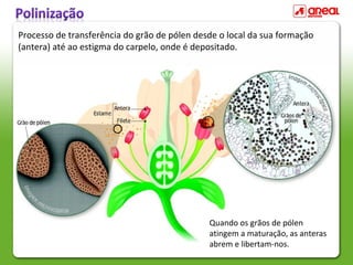 Quando os grãos de pólen
atingem a maturação, as anteras
abrem e libertam-nos.
Processo de transferência do grão de pólen desde o local da sua formação
(antera) até ao estigma do carpelo, onde é depositado.
 