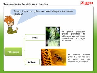 Transmissão de vida nas plantas
Como é que os grãos de pólen chegam às outras
plantas?
As abelhas arrastam
grãos de pólen nos pelos
do corpo que são
depositados no estigma.
As plantas produzem
grande quantidade de
pólen para que haja maior
probabilidade de chegar
ao destino.
Polinização
Animais
Vento
 