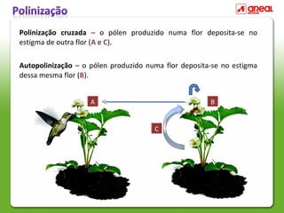 Polinização cruzada – o pólen produzido numa flor deposita-se no
estigma de outra flor (A e C).
Autopolinização – o pólen produzido numa flor deposita-se no estigma
dessa mesma flor (B).
A B
C
 