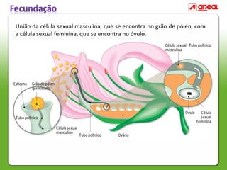 União da célula sexual masculina, que se encontra no grão de pólen, com
a célula sexual feminina, que se encontra no óvulo.
 