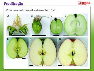 Processo através do qual se desenvolve o fruto.
 