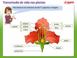 PPT - SISTEMAS REPRODUTIVOS DE PLANTAS CULTIVADAS PowerPoint Presentation -  ID:2435994