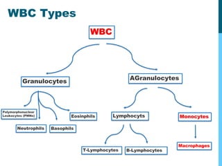 8-Reticuloendothelial System (RES).pptx