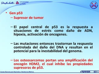 • Gen p53
   – Supresor de tumor

  – El papel central de p53 es la respuesta a
    situaciones de estrés como daño de ADN,
    hipoxia, activación de oncogenes.

  – Las mutaciones entonces trastornan la respuesta
    controlada del daño del DNA y resultan en el
    potencial para la inestabilidad del genoma.

  – Los osteosarcomas portan una amplificación del
    oncogén HDM2, el cual inhibe las propiedades
    supresoras de p53.
 