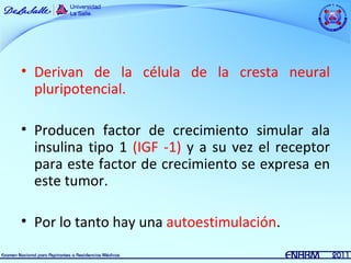 • Derivan de la célula de la cresta neural
  pluripotencial.

• Producen factor de crecimiento simular ala
  insulina tipo 1 (IGF -1) y a su vez el receptor
  para este factor de crecimiento se expresa en
  este tumor.

• Por lo tanto hay una autoestimulación.
 