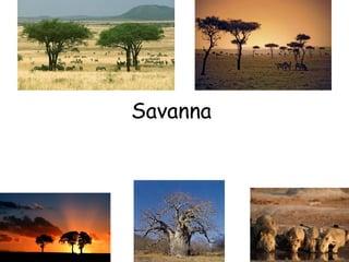 Savanna
 