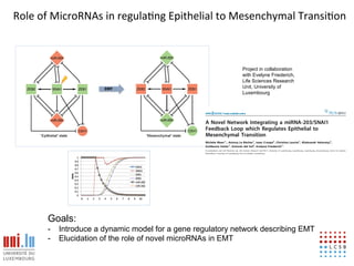 Role!of!MicroRNAs!in!regula6ng!Epithelial!to!Mesenchymal!Transi6on!



                                                           Project in collaboration
                                                           with Evelyne Friederich,
                                                           Life Sciences Research
                                                           Unit, University of
                                                           Luxembourg




      Goals:
      -  Introduce a dynamic model for a gene regulatory network describing EMT
      -  Elucidation of the role of novel microRNAs in EMT
                                                                                      16
 