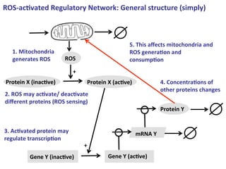 ROSLac2vated!Regulatory!Network:!General!structure!(simply)!!



                                                 5.!This!aﬀects!mitochondria!and!
  1.!Mitochondria!                               ROS!genera2on!and!
  generates!ROS!       ROS!                      consump2on!
                           +!
Protein!X!(inac2ve)!             Protein!X!(ac2ve)!             4.!Concentra2ons!of!
                                                                other!proteins!changes!
2.!ROS!may!ac2vate/!deac2vate!
diﬀerent!proteins!(ROS!sensing)!
                                                                Protein!Y!


3.!Ac2vated!protein!may!                              mRNA!Y!
regulate!transcrip2on!
                                +!
         Gene!Y!(inac2ve)!               Gene!Y!(ac2ve)!
 