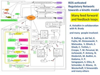 ROSLac2vated!
Regulatory!Network:!
towards!a!kine2c!model!!
  Many!feed!forward!
  and!feedback!loops!
A.!Kolodkin!in!collabora2on!
with!N.!Brady!!
and!many!!people!involved:!

  R.!Balling,!A.!del!Sol,!K.!
  Fujita,!M.!Ostaszewski,!Y.!
  Matsuoka,!!S.!Ghosh,!E.!
  Glaab,!C.!Trefois,!I.!
  Crespo,!T.!M.!Perumal,!W.!
  Jurkowski,!P.!Antony,!N.!
  Diederich,!M.!Budni,!A.!
  Kodama,!V.!P.!
  Satagopam,!S.!Eifes,!R.!
  Schneider,!H.!Kitano,!!H.!
  Westerhoﬀ,!V!Simeonidis!
  and!many!others!!
 