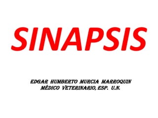 SINAPSIS
 EDGAR HUMBERTO MURCIA MARROQUIN
    Médico Veterinario, Esp. U.N.
 