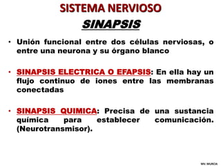 SISTEMA NERVIOSO
                 SINAPSIS
• Unión funcional entre dos células nerviosas, o
  entre una neurona y su órgan...