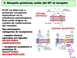 3. Sinapsis químicas: unión del NT al receptor

El NT se debe unir a
proteínas receptoras
específicas en la
membrana posts...