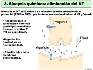 3. Sinapsis químicas: eliminación del NT

Mientras el NT esté unido a su receptor se está produciendo el
potencial (PEPS o...