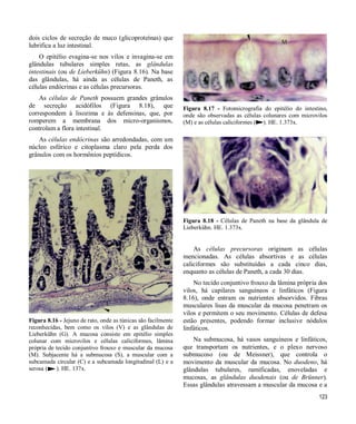 123
dois ciclos de secreção de muco (glicoproteínas) que
lubrifica a luz intestinal.
O epitélio evagina-se nos vilos e invagina-se em
glândulas tubulares simples retas, as glândulas
intestinais (ou de Lieberkühn) (Figura 8.16). Na base
das glândulas, há ainda as células de Paneth, as
células endócrinas e as células precursoras.
As células de Paneth possuem grandes grânulos
de secreção acidófilos (Figura 8.18), que
correspondem à lisozima e às defensinas, que, por
romperem a membrana dos micro-organismos,
controlam a flora intestinal.
As células endócrinas são arredondadas, com um
núcleo esférico e citoplasma claro pela perda dos
grânulos com os hormônios peptídicos.
Figura 8.16 - Jejuno de rato, onde as túnicas são facilmente
reconhecidas, bem como os vilos (V) e as glândulas de
Lieberkühn (G). A mucosa consiste em epitélio simples
colunar com microvilos e células caliciformes, lâmina
própria de tecido conjuntivo frouxo e muscular da mucosa
(M). Subjacente há a submucosa (S), a muscular com a
subcamada circular (C) e a subcamada longitudinal (L) e a
serosa ( ). HE. 137x.
Figura 8.17 - Fotomicrografia do epitélio do intestino,
onde são observadas as células colunares com microvilos
(M) e as células caliciformes ( ). HE. 1.373x.
Figura 8.18 - Células de Paneth na base da glândula de
Lieberkühn. HE. 1.373x.
As células precursoras originam as células
mencionadas. As células absortivas e as células
caliciformes são substituídas a cada cinco dias,
enquanto as células de Paneth, a cada 30 dias.
No tecido conjuntivo frouxo da lâmina própria dos
vilos, há capilares sanguíneos e linfáticos (Figura
8.16), onde entram os nutrientes absorvidos. Fibras
musculares lisas da muscular da mucosa penetram os
vilos e permitem o seu movimento. Células de defesa
estão presentes, podendo formar inclusive nódulos
linfáticos.
Na submucosa, há vasos sanguíneos e linfáticos,
que transportam os nutrientes, e o plexo nervoso
submucoso (ou de Meissner), que controla o
movimento da muscular da mucosa. No duodeno, há
glândulas tubulares, ramificadas, enoveladas e
mucosas, as glândulas duodenais (ou de Brünner).
Essas glândulas atravessam a muscular da mucosa e a
 