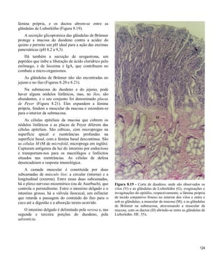 124
lâmina própria, e os ductos abrem-se entre as
glândulas de Lieberkühn (Figura 8.19).
A secreção glicoproteica das glândulas de Brünner
protege a mucosa do duodeno contra a acidez do
quimo e permite um pH ideal para a ação das enzimas
pancreáticas (pH 8,2 a 9,3).
Há também a secreção de urogastrona, um
peptídeo que inibe a liberação de ácido clorídrico pelo
estômago, e de lisozima e IgA, que contribuem no
combate a micro-organismos.
As glândulas de Brünner não são encontradas no
jejuno e no íleo (Figuras 8.20 e 8.21).
Na submucosa do duodeno e do jejuno, pode
haver alguns nódulos linfáticos, mas, no íleo, são
abundantes, e o seu conjunto foi denominado placas
de Peyer (Figura 8.21). Eles expandem a lâmina
própria, fendem a muscular da mucosa e estendem-se
para o interior da submucosa.
As células epiteliais da mucosa que cobrem os
nódulos linfáticos e as placas de Peyer diferem das
células epiteliais. São cúbicas, com micropregas na
superfície apical e reentrâncias profundas na
superfície basal, com a lâmina basal descontínua. São
as células M (M de microfold, microprega em inglês).
Capturam antígenos da luz do intestino por endocitose
e transportam-nos para os macrófagos e linfócitos
situados nas reentrâncias. As células de defesa
desencadeiam a resposta imunológica.
A camada muscular é constituída por duas
subcamadas de músculo liso: a circular (interna) e a
longitudinal (externa). Entre essas duas subcamadas,
há o plexo nervoso mioentérico (ou de Auerbach), que
controla o peristaltismo. Entre o intestino delgado e o
intestino grosso, há a válvula ileocecal, um esfíncter
que retarda a passagem do conteúdo do íleo para o
ceco até a digestão e a absorção terem ocorrido.
O intestino delgado é delimitado pela serosa e, nas
segunda e terceira porções do duodeno, pela
adventícia.
Figura 8.19 - Corte de duodeno, onde são observados os
vilos (V) e as glândulas de Lieberkühn (G), evaginações e
invaginações do epitélio, respectivamente; a lâmina própria
de tecido conjuntivo frouxo no interior dos vilos e entre e
sob as glândulas; a muscular da mucosa (M), e as glândulas
de Brünner na submucosa, atravessando a muscular da
mucosa, com os ductos (D) abrindo-se entre as glândulas de
Lieberkühn. HE. 55x.
 