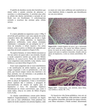 128
O epitélio do duodeno secreta dois hormônios que
atuam sobre a porção exócrina do pâncreas: a
secretina e a colecistoquinina. A secretina atua sobre
as células dos ductos, permitindo a secreção de um
fluido rico em bicarbonato. A colecistoquinina
estimula a exocitose das enzimas pelas células
serosas.
2.4.2  Fígado
É a maior glândula no organismo e pesa 1.500g. É
envolvido pelo peritônio e por uma cápsula de tecido
conjuntivo denso não modelado, que divide o órgão
em lobos. As células epiteliais, os hepatócitos,
dispõem-se enfileirados, como placas orientadas
radialmente e arranjadas em um polígono de 0,7 x
2mm de tamanho, o lóbulo hepático. Em certos
animais, como no porco, os lóbulos são separados por
uma faixa de tecido conjuntivo (Figura 8.24).
Na espécie humana, os vários lóbulos encostam-se
uns nos outros em quase toda a sua extensão, ficando
o tecido conjuntivo restrito aos cantos dos lóbulos
hepáticos, os espaços-porta. Neles são encontrados
vasos sanguíneos (uma arteríola e uma vênula), vasos
linfáticos e um ducto biliar (Figura 8.25).
Esses vasos sanguíneos são os vasos interlobulares
e são ramificações da artéria hepática, que trazem
sangue oxigenado e com os quilomícrons, e da veia
porta, que trazem sangue venoso dos intestinos e do
baço, portanto, rico em nutrientes e em produtos da
degradação da hemoglobina.
Eles se abrem nos capilares sinusoides situados
entre as placas de hepatócitos. Como o revestimento
desses capilares não é contínuo, a passagem de
macromoléculas do interior do capilar para os
hepatócitos é livre. Os sinusoides hepáticos
desembocam na vênula centrolobular, que, como o
nome indica, situa-se no centro do lóbulo (Figuras
8.24 e 8.26).
As vênulas centrolobulares correm pelos lóbulos
hepáticos longitudinalmente e terminam em ângulo
reto com as veias sublobulares. Estas penetram nos
septos de tecido conjuntivo do estroma hepático, onde
se unem em veias mais calibrosas até constituírem as
veias hepáticas direita e esquerda, que desembocam
na veia cava inferior.
Figura 8.24 - Lóbulo hepático de porco, que é delimitado
por tecido conjuntivo. Nos cantos dos lóbulos (espaços-
porta), há ramos da artéria hepática e da veia porta, cujo
sangue corre para os capilares sinusoides, situados entre as
placas de hepatócitos, e entra na vênula centrolobular. HE.
85x.
Figura 8.25 - Espaço-porta, com arteríola, ducto biliar,
vaso linfático e vênula. HE. 275x.
Os hepatócitos têm forma poliédrica, com seis ou
mais faces. Suas superfícies estão próximas à parede
dos capilares sinusoides, deixando um espaço estreito,
com fibras reticulares e fluido tecidual, denominado
 