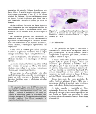 130
hepatócitos. Os dúctulos biliares desembocam nos
ductos biliares de epitélio simples cúbico ou colunar,
situados nos espaços-porta (Figura 8.25). As células
epiteliais dos dúctulos e dos ductos biliares secretam
um líquido rico em bicarbonato, que, junto com o
suco pancreático, neutraliza o quimo que entra no
duodeno.
Os ductos biliares fundem-se nos ductos hepáticos
direito e esquerdo, que saem do fígado e confluem no
ducto hepático comum. A bile entra na vesícula biliar
pelo ducto cístico, um ramo lateral do ducto hepático
comum.
Os hepatócitos possuem uma abundância de
ribossomos livres e um retículo endoplasmático
rugoso bem desenvolvido para a síntese de enzimas
para o seu metabolismo e das proteínas plasmáticas,
como a albumina, o fibrinogênio, a protrombina e as
lipoproteínas.
Como a bile é secretada para ductos (secreção
exócrina) e as proteínas plasmáticas para o sangue
(secreção endócrina), o fígado é uma glândula mista.
Além dos hepatócitos, estão presentes as células
estreladas hepáticas e os macrófagos nos lóbulos
hepáticos.
As células estreladas hepáticas (ou células de Ito)
estão situadas no espaço de Disse, têm forma
estrelada, como indica o seu nome, e armazenam
vitamina A em suas gotículas lipídicas.
Os macrófagos (ou células de Kupffer) estão sobre
o endotélio dos capilares sinusoides em contato com o
sangue, de onde removem as hemácias velhas e
fagocitam bactérias, vírus e substâncias estranhas
(Figura 8.27).
Os hepatócitos duram cerca de 150 dias, mas, em
caso de lesão, proliferam intensamente, regenerando o
órgão. O álcool, toxinas bacterianas e vírus, como o da
hepatite C, induzem os hepatócitos e as células de
Kupffer a sintetizarem fatores de crescimento que
estimulam a produção de fibras colágenas pelas células
estreladas hepáticas. Esta fibrose desorganiza a
arquitetura hepática: é a cirrose.
Figura 8.27 - Macrófago (célula de Kupffer) que fagocitou
partículas de nanquim em um capilar sinusoide. Entre
hepatócitos, é apontado um canalículo biliar. ED – espaço
de Disse. HE. 1.373x.
2.4.3  Vesícula biliar
A bile produzida no fígado é armazenada e
concentrada na vesícula biliar, um órgão em forma de
pera, pequeno (com 3 a 5cm de diâmetro e 10cm de
comprimento e capacidade para 50mL), situado na
superfície inferior do fígado.
A mucosa forma dobras quando o órgão está vazio
(Figura 8.28). O epitélio é simples colunar com
microvilos, que aumentam a superfície para a
absorção da água. A água e os íons Cl-
acompanham
os íons Na+
transportados ativamente pelas Na+
/K+
-
ATPases presentes na membrana basolateral. Dos
espaços intercelulares, os íons entram nos vasos
sanguíneos do tecido conjuntivo frouxo da lâmina
própria. O fluido é concentrado de 5 a 10 vezes.
Cortes transversais das partes profundas das
dobras lembram glândulas (Figura 8.28), mas a
presença de glândulas é restrita à região próxima ao
ducto cístico. Estas são tubuloacinosas mucosas.
A túnica muscular é constituída por feixes
entrelaçados de músculo liso, com fibras colágenas e
elásticas. É recoberta pela serosa ou, na região em que
está ligada ao fígado, pela adventícia de tecido
conjuntivo denso não modelado bastante desenvolvido
(Figura 8.28).
ED
 