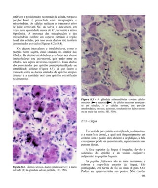 115
esféricos e posicionados na metade da célula, porque a
porção basal é preenchida com invaginações e
mitocôndrias. As células realizam o transporte ativo
de íons: removem Na+
da saliva e adicionam, em
troca, uma quantidade menor de K+
, tornando a saliva
hipotônica. A presença das invaginações e das
mitocôndrias confere um aspecto estriado à região
basal das células, por isso esses ductos são também
denominados estriados (Figuras 8.2 e 8.4).
Os ductos intercalares e intralobulares, como o
próprio nome sugere, estão situados no interior dos
lóbulos. Os ductos intralobulares confluem nos ductos
interlobulares (ou excretores), que estão entre os
lóbulos, nos septos de tecido conjuntivo. Esses ductos
são constituídos por epitélio pseudoestratificado ou
estratificado colunar (Figura 8.5), já que fazem a
transição entre os ductos estriados de epitélio simples
colunar e a cavidade oral com epitélio estratificado
pavimentoso.
Figura 8.2 - Ácinos serosos, ductos intercalares (I) e ducto
estriado (E) da glândula salivar parótida. HE. 550x.
Figura 8.3 - A glândula submandibular contém células
mucosas ( ) e serosas ( ). As células mucosas arranjam-
se em túbulos, e as células serosas, em porções
arredondadas, ou seja, acinosas, resultando no ácino seroso
ou na meia-lua serosa. HE. 550x.
2.1.3  Língua
É revestida por epitélio estratificado pavimentoso,
e a superfície dorsal, a qual está frequentemente em
contato com o palato duro durante a deglutição, a fala
e o repouso, pode ser queratinizada, especialmente nas
pessoas idosas.
A face superior da língua é irregular, devido a
saliências do epitélio e do tecido conjuntivo
subjacente: as papilas linguais.
As papilas filiformes são as mais numerosas e
cobrem a superfície anterior da língua. São
pontiagudas, em forma de fio ou onda (Figura 8.6).
Podem ser queratinizadas nas pontas. Não contêm
 