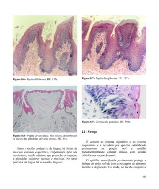 117
Figura 8.6 - Papilas filiformes. HE. 137x.
Figura 8.8 - Papila circunvalada. Nos sulcos, desembocam
os ductos das glândulas salivares serosas. HE. 34x.
Entre o tecido conjuntivo da língua, há feixes de
músculo estriado esquelético, responsáveis pelo seu
movimento, tecido adiposo, que preenche os espaços,
e glândulas salivares serosas e mucosas. No terço
posterior da língua, há as tonsilas linguais.
Figura 8.7 - Papilas fungiformes. HE. 137x.
Figura 8.9 - Corpúsculo gustativo. HE. 550x.
2.2  Faringe
É comum ao sistema digestório e ao sistema
respiratório e é revestida por epitélio estratificado
pavimentoso na porção oral e epitélio
pseudoestratificado colunar ciliado, com células
caliciformes na porção nasal.
O epitélio estratificado pavimentoso protege a
faringe do atrito sofrido com a passagem do alimento
durante a deglutição. Há ainda, no tecido conjuntivo
 