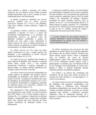 120
muco lubrifica o epitélio e protege-o dos efeitos
corrosivos do suco gástrico. Essas células secretam
também bicarbonato, que se fixa à camada de muco,
contribuindo para a sua alcalinização.
O epitélio invagina-se resultando nas fossetas
gástricas, também com as células mucosas
superficiais (Figuras 8.12 e 8.13), e nas glândulas,
cujos tipos celulares variam conforme a região do
estômago.
As glândulas cárdicas e pilóricas são tubulares,
ramificadas e mucosas. O corpo e o fundo são
semelhantes histologicamente, e as glândulas são
denominadas gástricas ou fúndicas. Elas são
glândulas tubulares, ramificadas e podem ser
divididas em: colo, corpo e base. Apresentam as
células mucosas do colo, as células precursoras, as
células oxínticas (ou parietais), as células zimogênicas
(ou principais) e as células endócrinas.
As células mucosas do colo, como seu nome
indica, localizam-se no colo, a região superior das
glândulas, e são semelhantes às células mucosas
superficiais (Figuras 8.12 e 8.13).
As células precursoras também estão situadas na
parte superior da glândula. São colunares e possuem
núcleo basal, ovoide, claro e com nucléolo
proeminente. Proliferam e migram, originando as
demais células. As células mucosas superficiais, por
exemplo, sobrevivem cinco a sete dias.
As células oxínticas (ou parietais) predominam na
metade superior da glândula. São grandes (25µm),
arredondadas ou piramidais, com núcleo esférico e
central. Com HE, o citoplasma é eosinófilo, por causa
da abundância de mitocôndrias (Figuras 8.12 e 8.15).
Os canalículos intracelulares, invaginações profundas
da superfície apical com microvilos, conferem um
aspecto vacuolizado (Figura 8.15).
Por sintetizarem o fator antianêmico intrínseco,
uma glicoproteína, essas células se coram levemente
pelo PAS (Figura 8.13). O fator intrínseco liga-se à
vitamina B12, e o complexo é absorvido no intestino
delgado e transportado para o fígado pela circulação
porta. Essa vitamina age como coenzima de várias
reações enzimáticas na replicação celular e na
hematopoese.
A riqueza em superfície celular e em mitocôndrias
está relacionada ao transporte de íons para a produção
de ácido clorídrico. CO2, proveniente dos capilares do
tecido conjuntivo subjacente, liga-se à H2O na célula
oxíntica, por intermédio da anidrase carbônica,
resultando em ácido carbônico (H2CO3). Este se
dissocia no íon H+
e no íon bicarbonato (HCO3
-
). O
último retorna ao sangue, enquanto o H+
é bombeado
por uma H+
/K+
-ATPase para a luz do canalículo, onde
se liga ao íon Cl-
, também oriundo do sangue e
transportado ativamente pela célula oxíntica.
O ácido clorídrico do suco gástrico esteriliza o
alimento, diminuindo a chance de infecção intestinal.
Comprometimento da secreção ácida está asociada a
maior incidência de diarreia.
As células zimogênicas (ou principais) são mais
abundantes na porção inferior do corpo das glândulas.
São menores que as células oxínticas. Possuem uma
forma colunar, núcleo ovoide e basal e citoplasma
claro ou basófilo, por causa do retículo
endoplasmático rugoso bem desenvolvido (Figuras
8.12 e 8.15). Sintetizam enzimas inativas, como o
pepsinogênio e a prolipase, que, no ambiente ácido da
luz do estômago, são transformadas na forma ativa:
pepsina e lipase. A pepsina fragmenta grandes
moléculas proteicas em peptídios pequenos.
Em cobaias e na maioria dos vertebrados não
mamíferos, há um único tipo celular envolvido na
secreção de ácido clorídrico e de pepsinogênio: é a
célula oxinticopéptica.
As células endócrinas são mais frequentes na base
das glândulas. São pequenas, arredondadas, com
núcleo esférico e citoplasma claro. Sintetizam
hormônios polipeptídicos, que atuam sobre as células
vizinhas (secreção parácrina) ou entram na corrente
sanguínea para alcançar a célula-alvo (secreção
endócrina). Entre as substâncias liberadas, há a
gastrina e a histamina, que estimulam a produção de
ácido clorídrico.
 