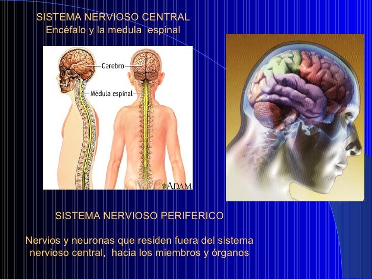 Cambios Fisiologicosppt