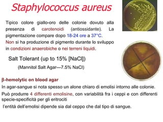 Staphylococcus aureus
  Tipico colore giallo-oro delle colonie dovuto alla
  presenza      di  carotenoidi    (antiossidante). La
  pigmentazione compare dopo 18-24 ore a 37°C.
  Non si ha produzione di pigmento durante lo sviluppo
  in condizioni anaerobiche o nei terreni liquidi.

   Salt Tolerant (up to 15% [NaCl])
        (Mannitol Salt Agar—7.5% NaCl)

β-hemolytic on blood agar
In agar-sangue si nota spesso un alone chiaro di emolisi intorno alle colonie.
Può produrre 4 differenti emolisine, con variabilità fra i ceppi e con differenti
specie-specificità per gli eritrociti
l’entità dell’emolisi dipende sia dal ceppo che dal tipo di sangue.
 