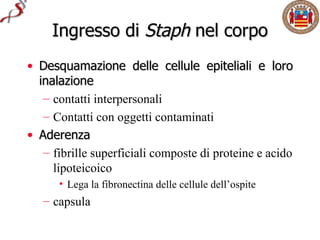 Ingresso di Staph nel corpo
• Desquamazione delle cellule epiteliali e loro
  inalazione
   – contatti interpersonali
   – Contatti con oggetti contaminati
• Aderenza
   – fibrille superficiali composte di proteine e acido
     lipoteicoico
      • Lega la fibronectina delle cellule dell’ospite
   – capsula
 