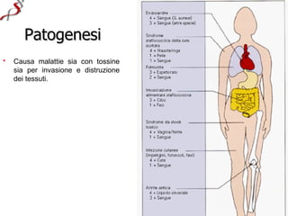 Patogenesi
•   Causa malattie sia con tossine
    sia per invasione e distruzione
    dei tessuti.
 
