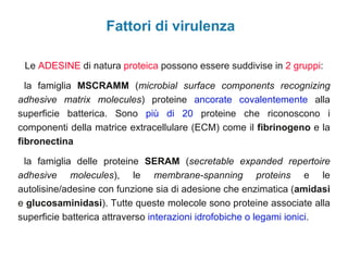 Fattori di virulenza

 Le ADESINE di natura proteica possono essere suddivise in 2 gruppi:

  la famiglia MSCRAMM (microbial surface components recognizing
adhesive matrix molecules) proteine ancorate covalentemente alla
superficie batterica. Sono più di 20 proteine che riconoscono i
componenti della matrice extracellulare (ECM) come il fibrinogeno e la
fibronectina

 la famiglia delle proteine SERAM (secretable expanded repertoire
adhesive molecules), le membrane-spanning proteins e le
autolisine/adesine con funzione sia di adesione che enzimatica (amidasi
e glucosaminidasi). Tutte queste molecole sono proteine associate alla
superficie batterica attraverso interazioni idrofobiche o legami ionici.
 