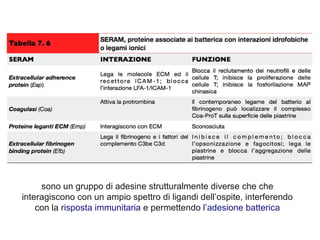 sono un gruppo di adesine strutturalmente diverse che che
interagiscono con un ampio spettro di ligandi dell’ospite, interferendo
    con la risposta immunitaria e permettendo l’adesione batterica
 