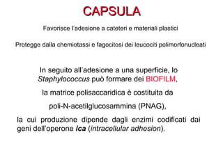 CAPSULA
          Favorisce l’adesione a cateteri e materiali plastici

Protegge dalla chemiotassi e fagocitosi dei leucociti polimorfonucleati



        In seguito all’adesione a una superficie, lo
        Staphylococcus può formare dei BIOFILM,
          la matrice polisaccaridica è costituita da
            poli-N-acetilglucosammina (PNAG),
la cui produzione dipende dagli enzimi codificati dai
geni dell’operone ica (intracellular adhesion).
 