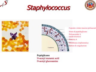Staphylococcus

                           Capsula o strato mucoso polisaccari
                           Strato di peptidoglicano
                           Polisaccaride A
                           (acido teicoico)
                           Proteina A
                           Membrana citoplasmatica
                           Fattore di coagulazione




   Peptiglicano =
   N-acetyl muramic acid
   N-acetyl glucosamine
 