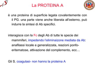 La PROTEINA A

è una proteina di superficie legata covalentemente con
  il PG. una parte viene anche liberata all’esterno, può
  indurre la sintesi di Ab specifici.


interagisce con la Fc degli Ab di tutte le specie dei
  mammiferi, impedendo l’eliminaizone mediata da Ab:
  anafilassi locale e generalizzata, reazioni ponfo-
  eritematose, attivazione del complemento, ecc…


Gli S. coagulasi- non hanno la proteina A
 