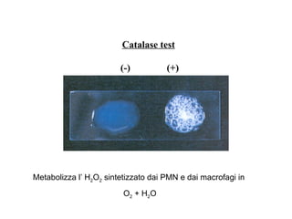 Catalase test

                        (-)          (+)




Metabolizza l’ H2O2 sintetizzato dai PMN e dai macrofagi in
                         O2 + H2O
 