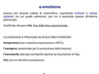 α-emolisina
tossica per diverse cellule di mammifero, soprattutto eritrociti e cellule
epiteliali, tra cui quelle polmonari, per cui è associata spesso all’edema
polmonare.

Codificata dal gene hla, fine della fase esponenziale.



La produzione è influenzata da diversi fattori ambientali:

temperatura (con massima espressione a 42ºC);

l’ossigeno (essenziale per la produzione della tossina);

l’osmolarità (elevata osmolarità reprime la trascrizione di hla);

CO2 che ne stimola la produzione.
 