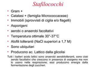 Stafilococchi
• Gram +
• Catalasi + (famiglia Micrococcaceae)
• Immobili (sprovvisti di ciglia e/o flagelli)
• Asporigeni
• aerobi o anaerobi facoltativi
• Temperatura ottimale 30°-37°C
• Alofili tolleranti (NaCl superiori a 1,7 M)
• Sono ubiquitari
• Producono ac. Lattico dalla glicolisi
Tutti i batteri acido lattici sono anaerobi aerobitolleranti, sono cioè
   aerobi facoltativi che crescono in presenza di ossigeno ma non
   lo usano nella respirazione; essi producono energia dalla
   fermentazione degli zuccheri.
 